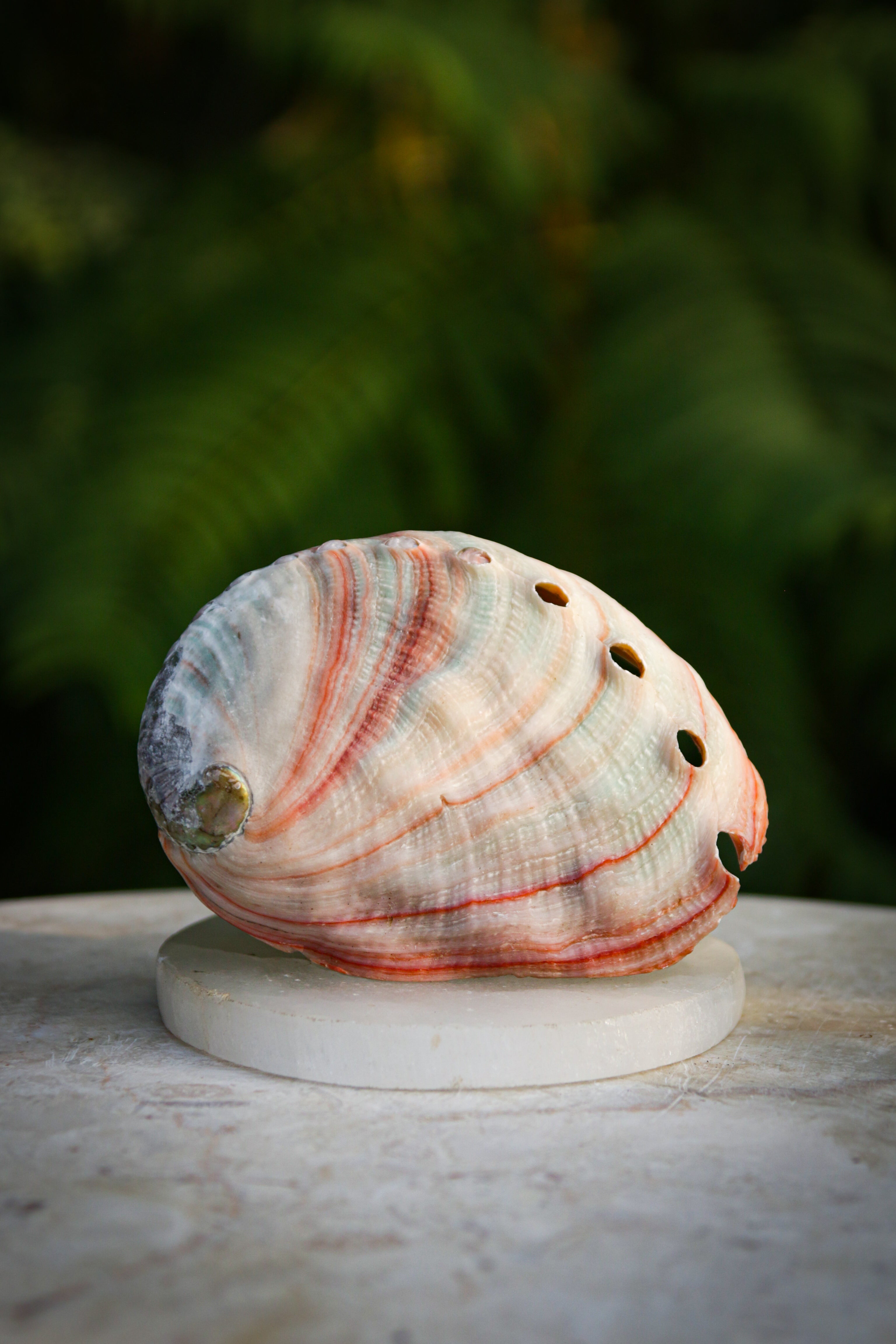 Rare Red Abalone Shell
