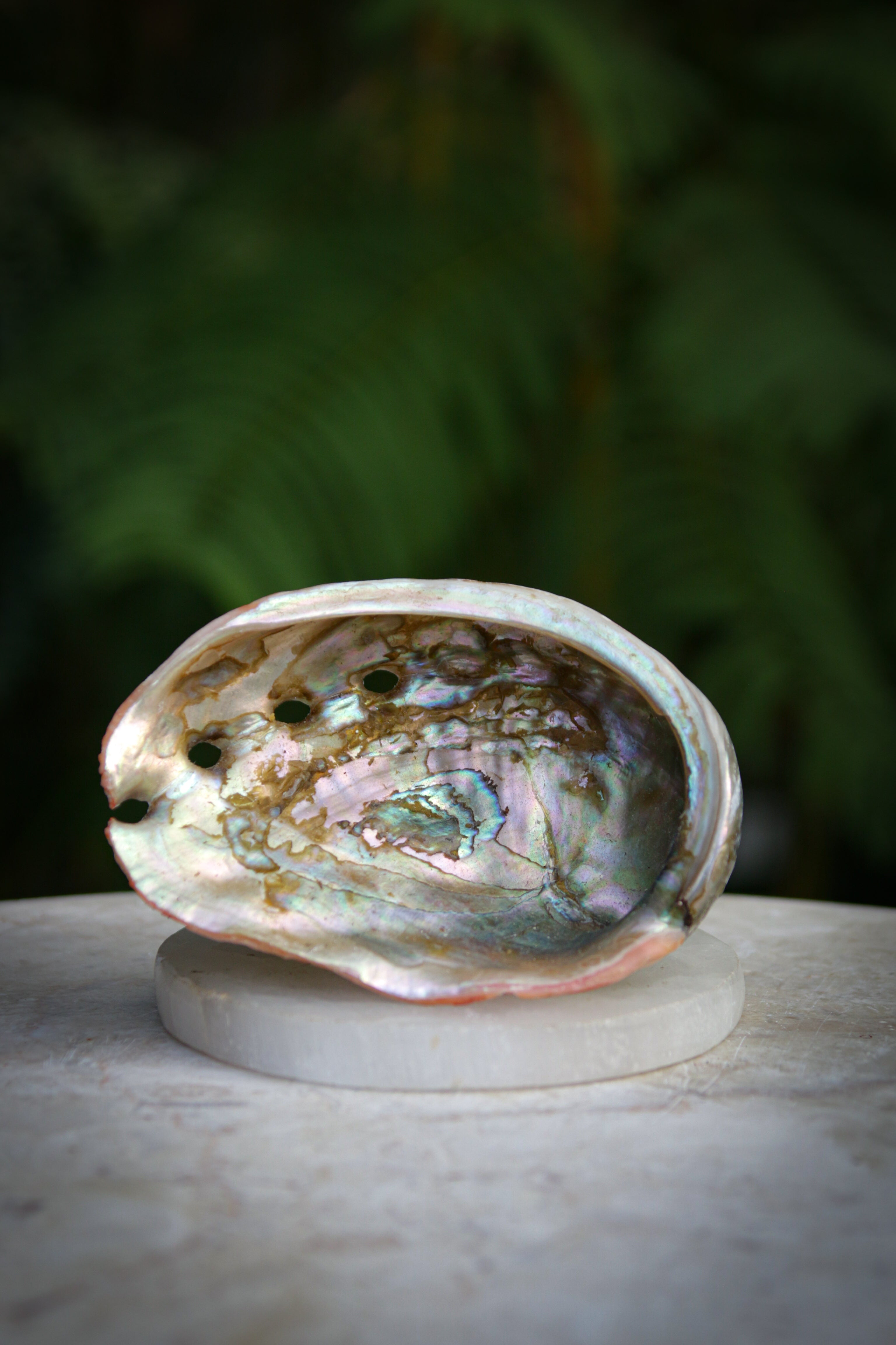 Rare Red Abalone Shell